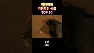 조심!! 인간에게 치명적인 생물 TOP 10