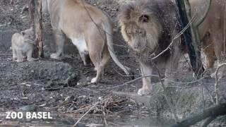 Nachwuchs bei den Löwen im Zoo Basel