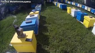 Раздача маточников отводкам и хвостам от пакетов