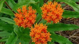 Growing Butterfly weed seeds (By Burpee seeds)