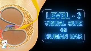 Visual Quiz on Human Ear (Level - 3)