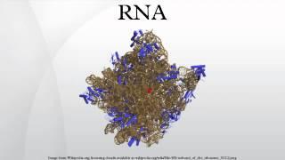 RNA