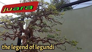 inspirasi bonsai legundi juara