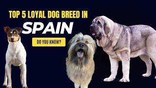 Top 5 Most Loyal Dog Breeds in Spain  #dogtraining  #dogfacts