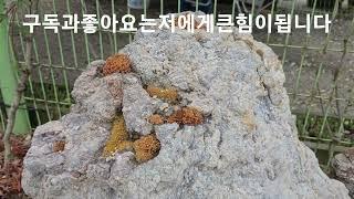 장마에도 아주잘견디는       자생종바위솔동산의매력!