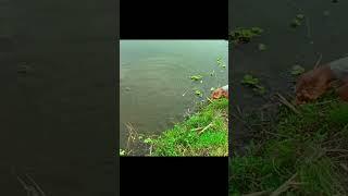 See how the little boy is fishing. ক৮ট ন-ড র;দন /ন.[ ব;দ৬গচদব .্মগচ/