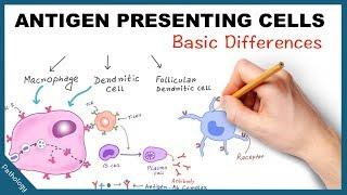 Antigen Presenting Cells - Few basic differences