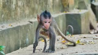What’s H_appened On Baby Jester Seem Baby Monkey Jester so weak