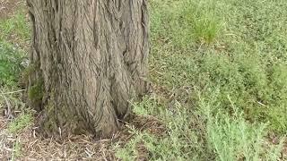 Quandong and Sandalwood Host Plants  ‍️