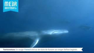 Finnwal / fin whale