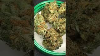 TGOD - Organic Sugar Bush