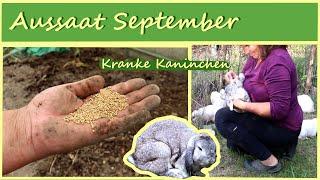 Aussaat September / Kranke Kaninchen