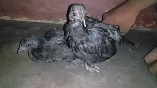 Kadaknak black chicken in my house .My New friends.