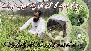 Ginger and coriander farming ادرک اور دھنیا کی کاشت |IR FARM |Tunnel farming