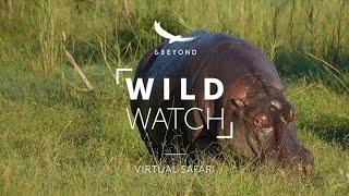 Off to the Sabi Sands! | WILDwatch Virtual Safari Ep 10