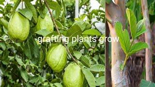 how to |grafting| propagate is best for guava| Basha Garden