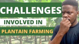 CHALLENGES FACED IN PLANTAIN FARMING/ plantain production/ plantain maintenance/ lucrative plantain