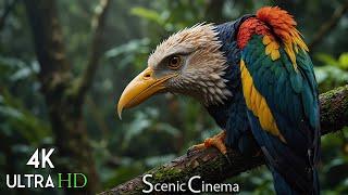 Birds That Call Jungle Home - Singing Birds | Forest Edition |  Scenic Cinema With Nature Sounds 4K