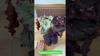 Бегонии селекции Dimetris #begonia