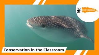 Whale Sharks: Protecting Mexico's Marine Giants