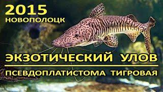 Новополоцк. Экзотический улов в Западной Двине. Псевдоплатистома тигровая из Амазонки. 2015 год.