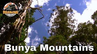 Bunya Mountains National Park - Qld Australia