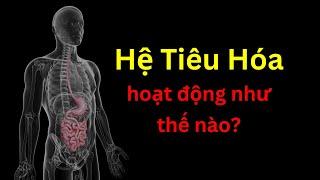 Hệ Tiêu Hóa - Sinh Học - tập 28 | Tri thức nhân loại