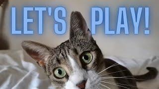 Cat Plays on Bed | Let's Play With Heliana!