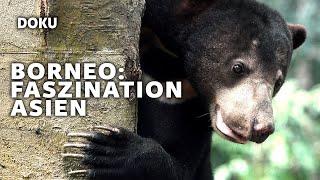 Borneo – Fascinating Asia (Rainforest Documentary | Full Nature Documentary | German)