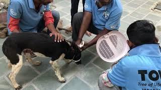 TOLFA's 18th Anniversary: Transforming Lives Through Animal Welfare