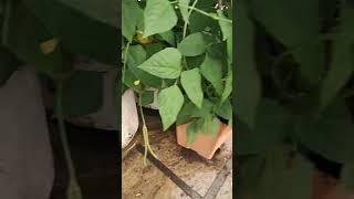 Roof gardening