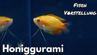 Honiggurami - Trichogaster chuna | Liquid Nature Fisch Vorstellung