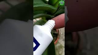 Mẹo Vặt Cho Lan Vàng Lá | tips for orchids #shorts #khuvuonthuvi