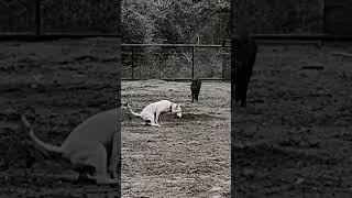 Dogo attack on boar  #dogoargentino #amazingfacts #youtube #nikkuvlogz #streetdog