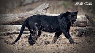 Elusive 'black panther' sighted in Kenya for the first time in a century