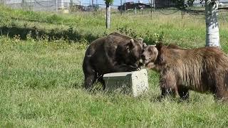 Testing coolers with the WSU Bear Center grizzlies