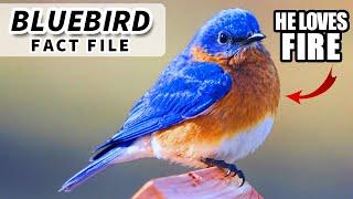 Bluebird Facts: Learn about BLUEBIRDS! | Animal Fact Files