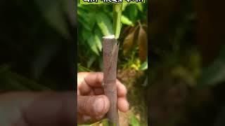 আম গাছের কলম করার সহজ পদ্ধতি |shot |video.