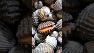 Những món ăn nguy hiểm nhất thế giới - Sò Huyết | TÂY BẮC TV #shorts