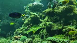 Aquarium Fishes in Zoo Schönbrunn Zoological Garden. Xiaomi Mi Note 10 Lite & DJI Osmo Mobile 3 Test