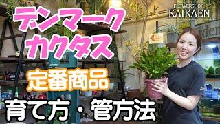 デンマークカクタス　定番商品　育て方・管理方法【おうちでガーデニング】開花園チャンネル