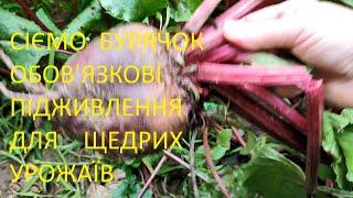 СІЄМО ЧЕРВОНИЙ  БУРЯЧОК.    ПІДЖИВЛЕННЯ   ДЛЯ   БАГАТОГО ВРОЖАЮ