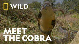 Introducing The Cobra | Legends Of Venom: Cobra | National Geographic WILD UK