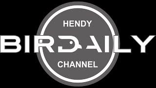 HENDY BIRDAILY YOUTUBE CHANNEL