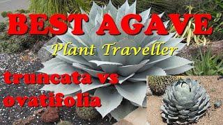 The Plant Traveller: Best Agave Truncata vs Ovatifolia