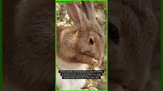 What Do RABBITS REALLY Mean With Their Body Language? #shorts