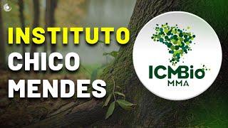Entenda como o Instituto Chico Mendes de Conservação da Biodiversidade atua na proteção ambiental