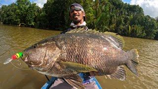 SPOT PARA BABON MUARA SUNGAI MAHAKAM !! Strike Ikan Black Bass Besar + GT Sak Bantal