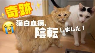 [奇跡]猫白血病(FeLV)抗原検査、陽性(＋)から⇨陰性(－)陰転しました元野良猫オン、おめでとうこんなことってある⁉️あるんですね‼一度の検査で陽性でも諦めないでください！️