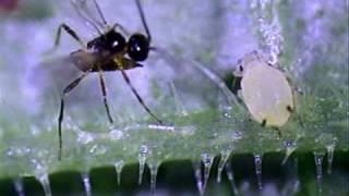 Aphidius colemani X Aphis gossypii